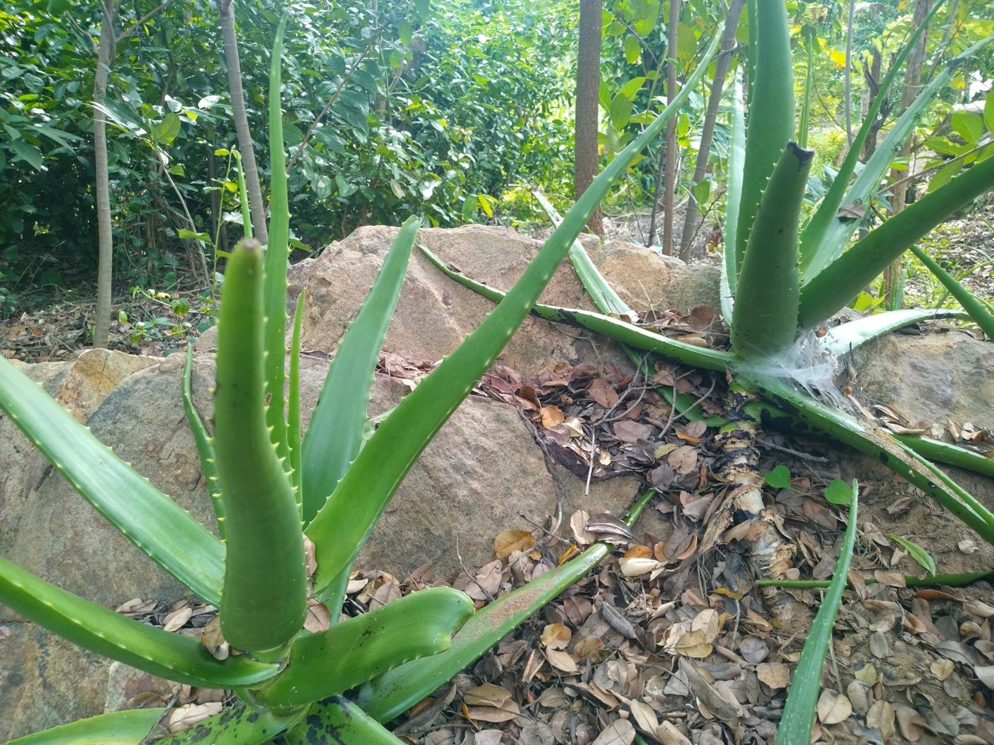 Nature Kingdom Botanical Garden Villa Hambegamuwa Exterior photo